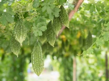 Multiple balsam pear fruits dangling from the vine, looking to be supported by a trellis with long vines and broad serrated leaves