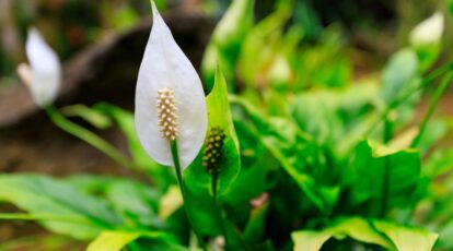 Peace Lily Plant Overview