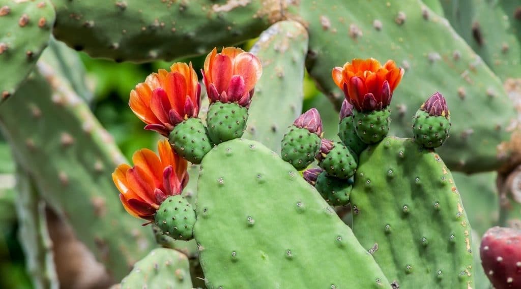 Prickly Pear Cactus Flowers