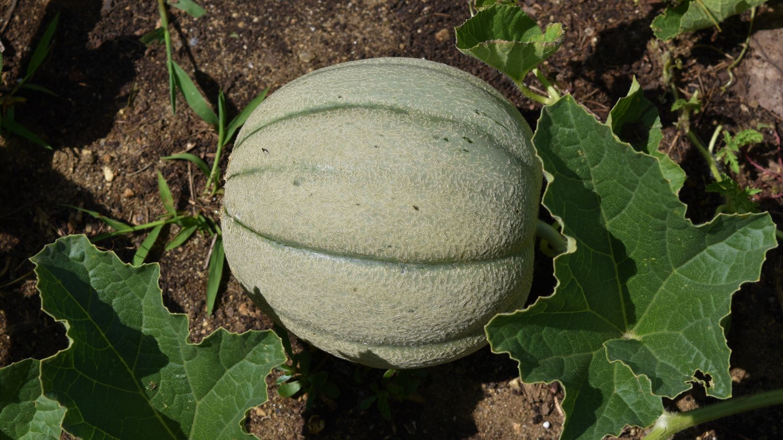 A Pride of Wisconsin fruit appearing to have ridges and textured skin, sitting on dark brown soil