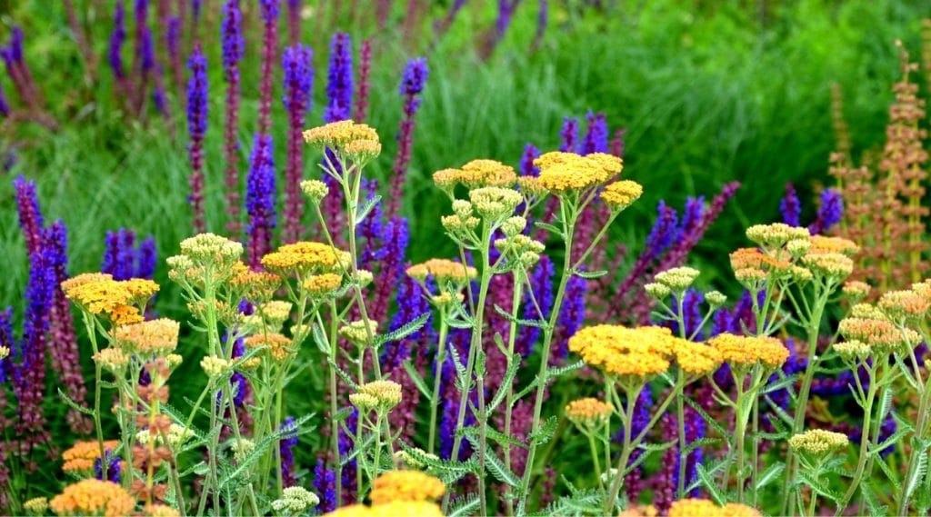 Purple and Yellow Flowers
