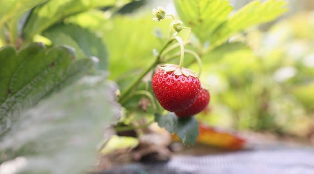 Red Strawberry Fruits