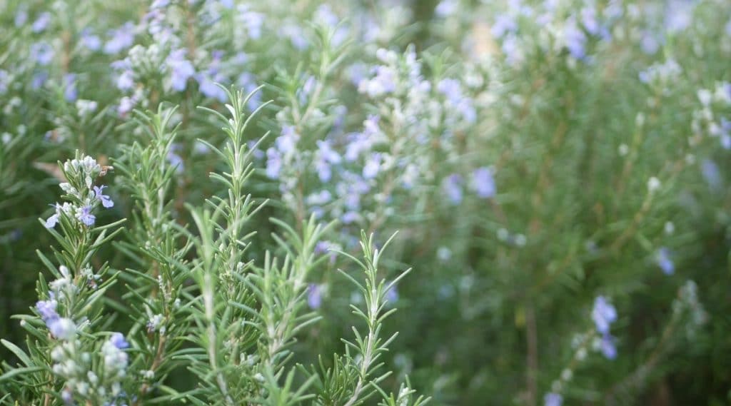 Rosemary in a Garden