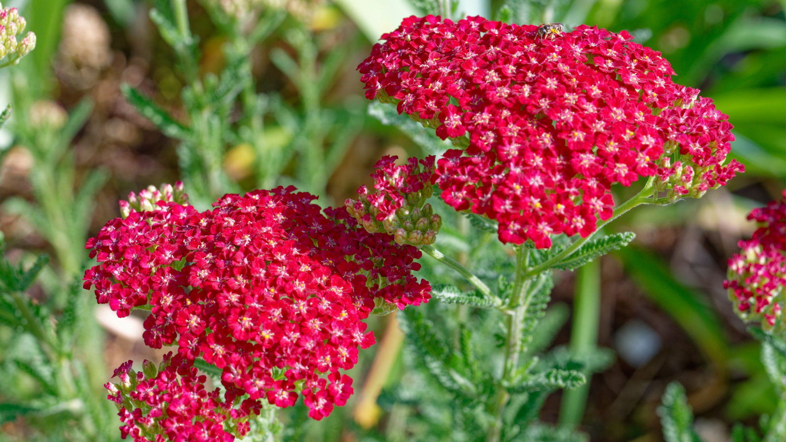 Yarrow Flowers