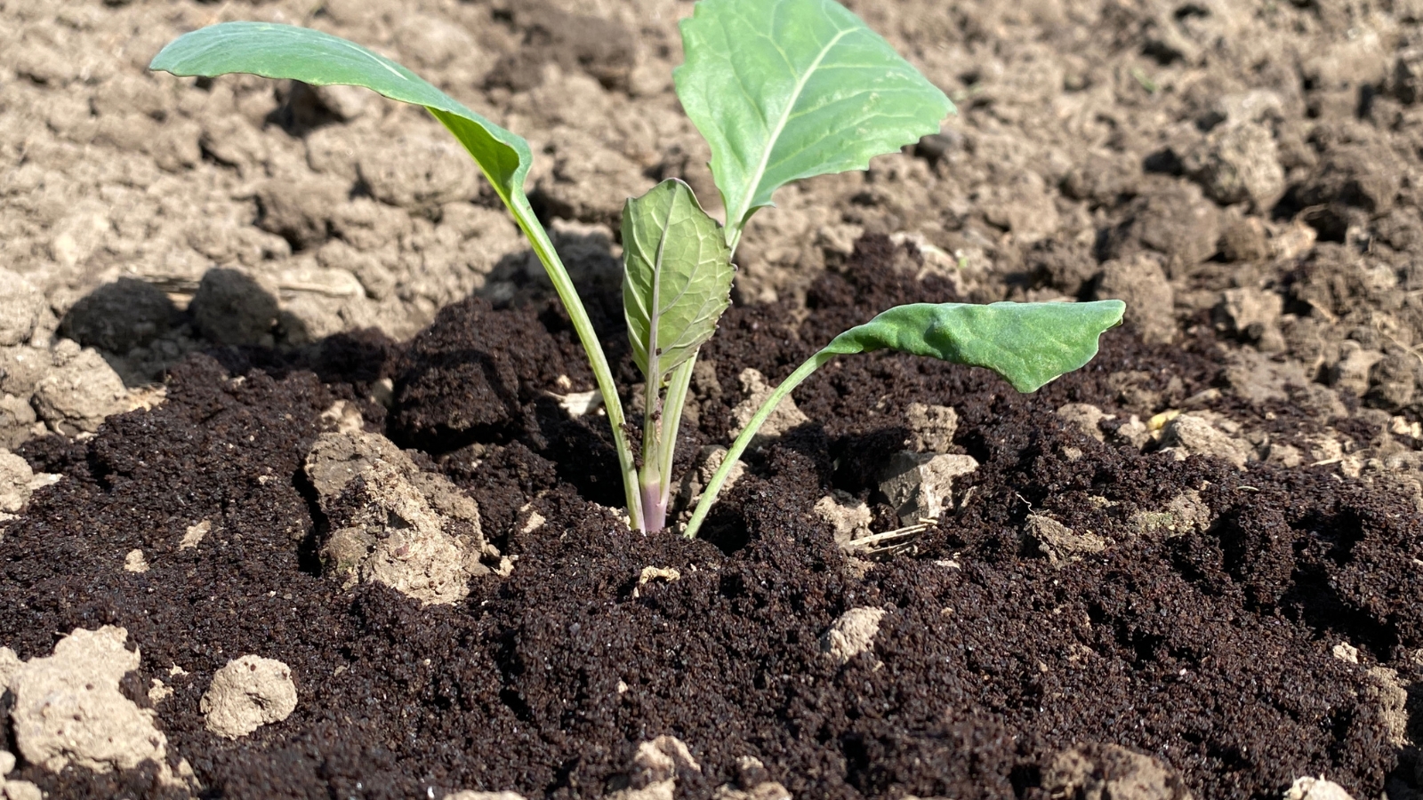 A small green seedling with smooth, rounded leaves grows in dark, rich soil, its tender shoots emerging from the ground as the plant begins to develop, surrounded by clumps of moist earth that nurture its roots.