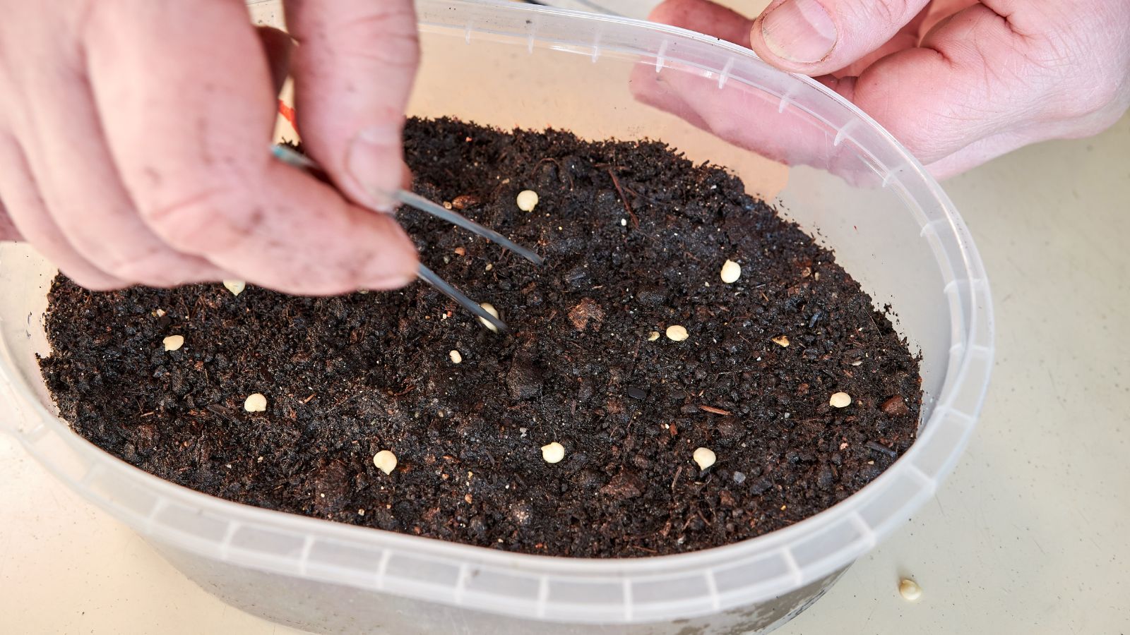 Sowing Capsicum germs in a plastic container with dark brown soil somewhere with sunlight