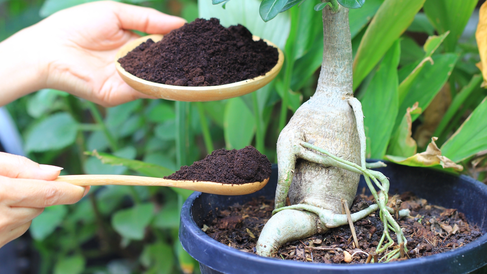 A spoonful of dark brown mixture is carefully poured into the soil of a potted plant, which has a thick, knotted stem and slender green leaves, with the fresh addition blending into the rich soil as the plant thrives in its container.
