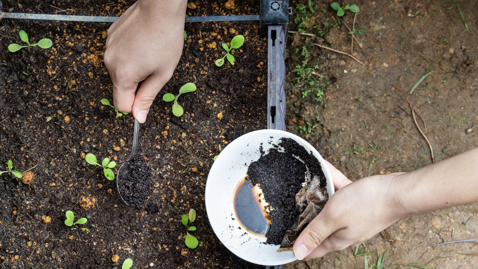 A hand uses a spoon to spread a dark brown mixture around tiny green seedlings growing in moist soil, carefully placing it to ensure the young plants receive the added nutrients, while small leaves emerge from the delicate stems.