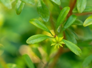A healthy and lush Star anise plant appearing to have countless green leaves placed somewhere with a lot of warm sunlight
