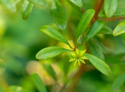 A healthy and lush Star anise plant appearing to have countless green leaves placed somewhere with a lot of warm sunlight