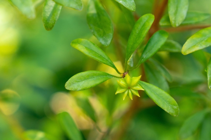 A healthy and lush Star anise plant appearing to have countless green leaves placed somewhere with a lot of warm sunlight