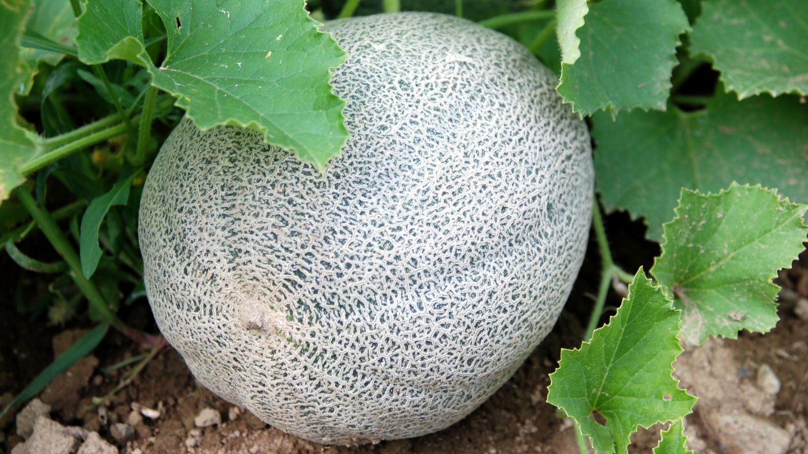 A Sweet Granite fruit, appearing ribbed and textured, sitting on brown soil while attached to the vine