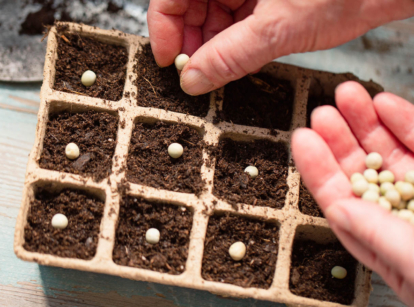 Gardener sowing pea seeds in trays.
