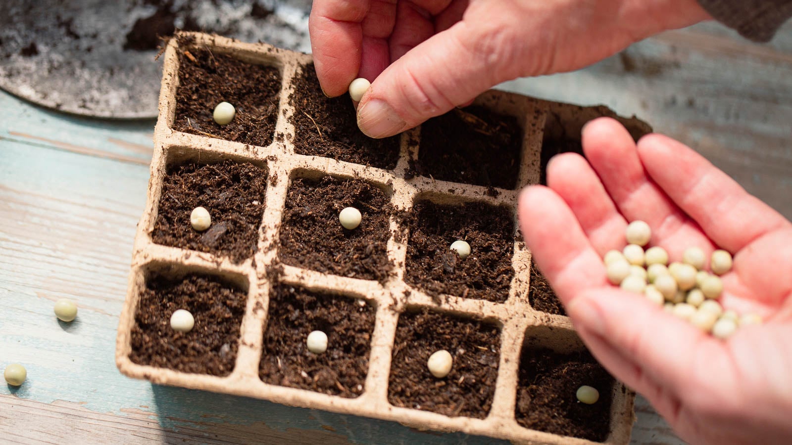 Gardener sowing pea seeds in trays.
