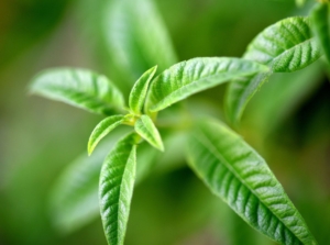 A healthy looking lemon verbena plant with vibrant green leaves growing in distinct placements, with small pieces in the middle