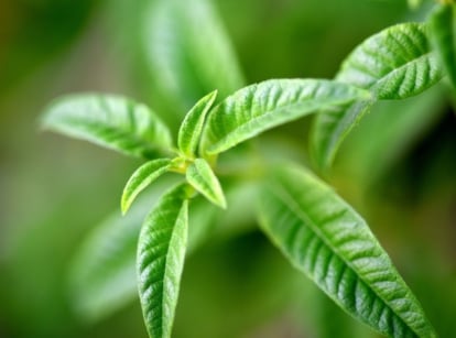 A healthy looking lemon verbena plant with vibrant green leaves growing in distinct placements, with small pieces in the middle