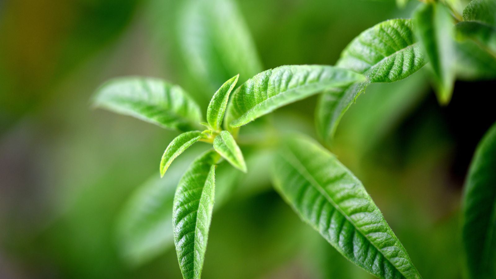 A healthy looking lemon verbena plant with vibrant green leaves growing in distinct placements, with small pieces in the middle