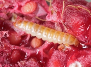 Light colored raspberry fruitworm with distinct pattern feeding on flesh of produce wit dark red and pink hues