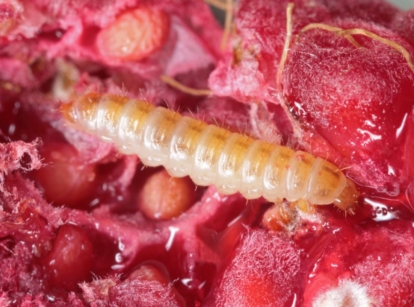 Light colored raspberry fruitworm with distinct pattern feeding on flesh of produce wit dark red and pink hues