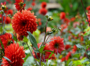 Red dahlia flowers in the garden.