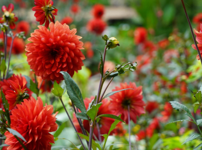 Red dahlia flowers in the garden.