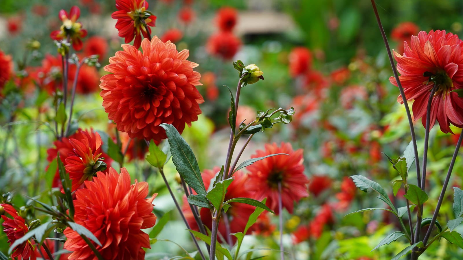 Red dahlia flowers in the garden.