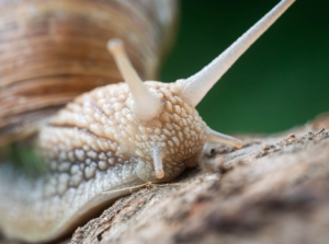 Snail Close Up