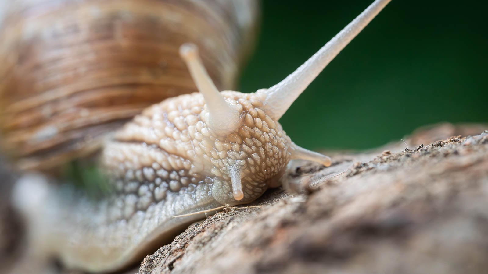 Snail Close Up