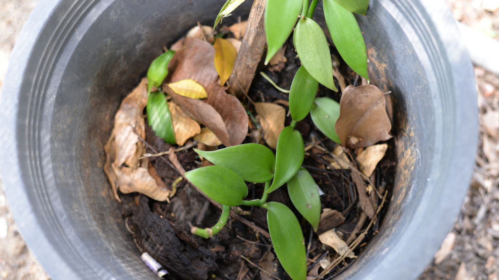 A planifolia placed in a plastic container with dried plant debris, along with a medium meant to provide ideal conditions for it to grow