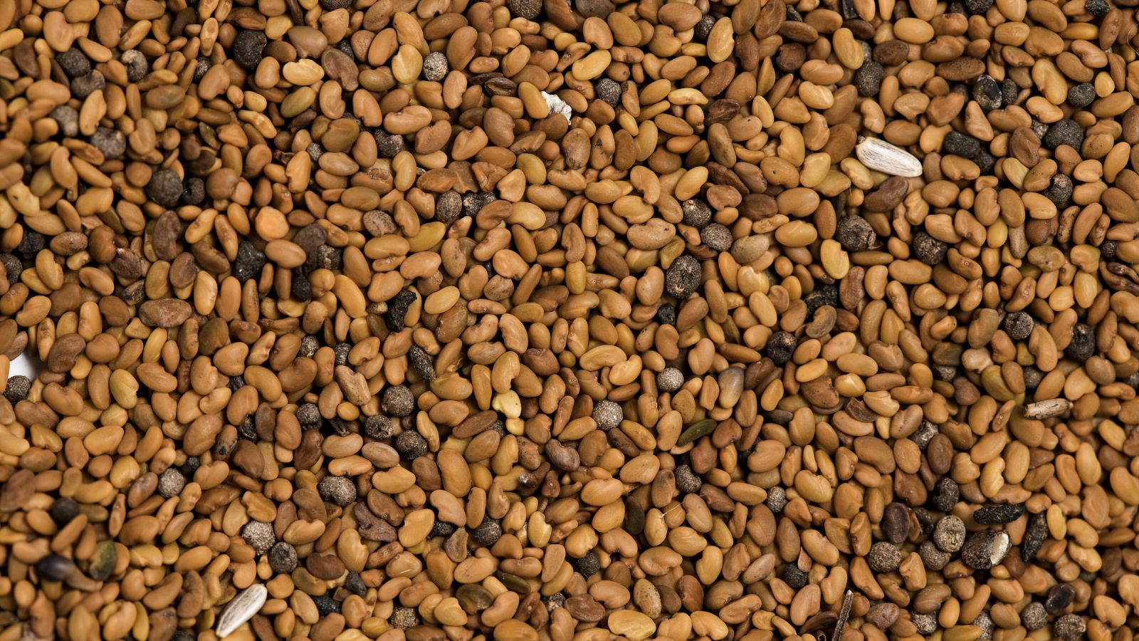 A close-up and overhead shot of a large composition of brown plant seeds, all situated in a well lit area
