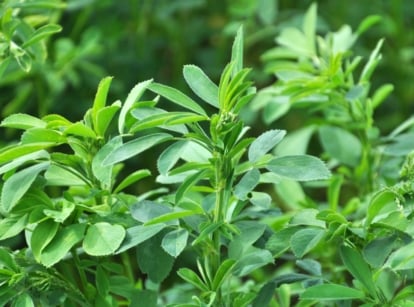 A close-up shot of a composition of green and tall stalks of a plant, showcasing alfalfa cover crop