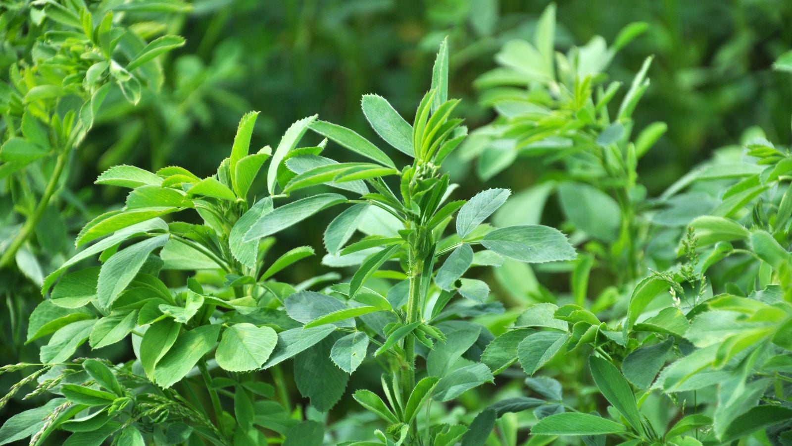 A close-up shot of a composition of green and tall stalks of a plant, showcasing alfalfa cover crop
