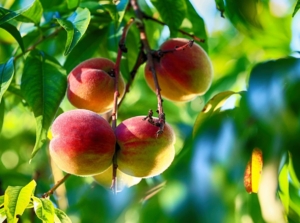 A close-up shot of a composition of round and ripe fruits, alongside branches and leaves, showcasing the difference between peach trees vs. apple trees