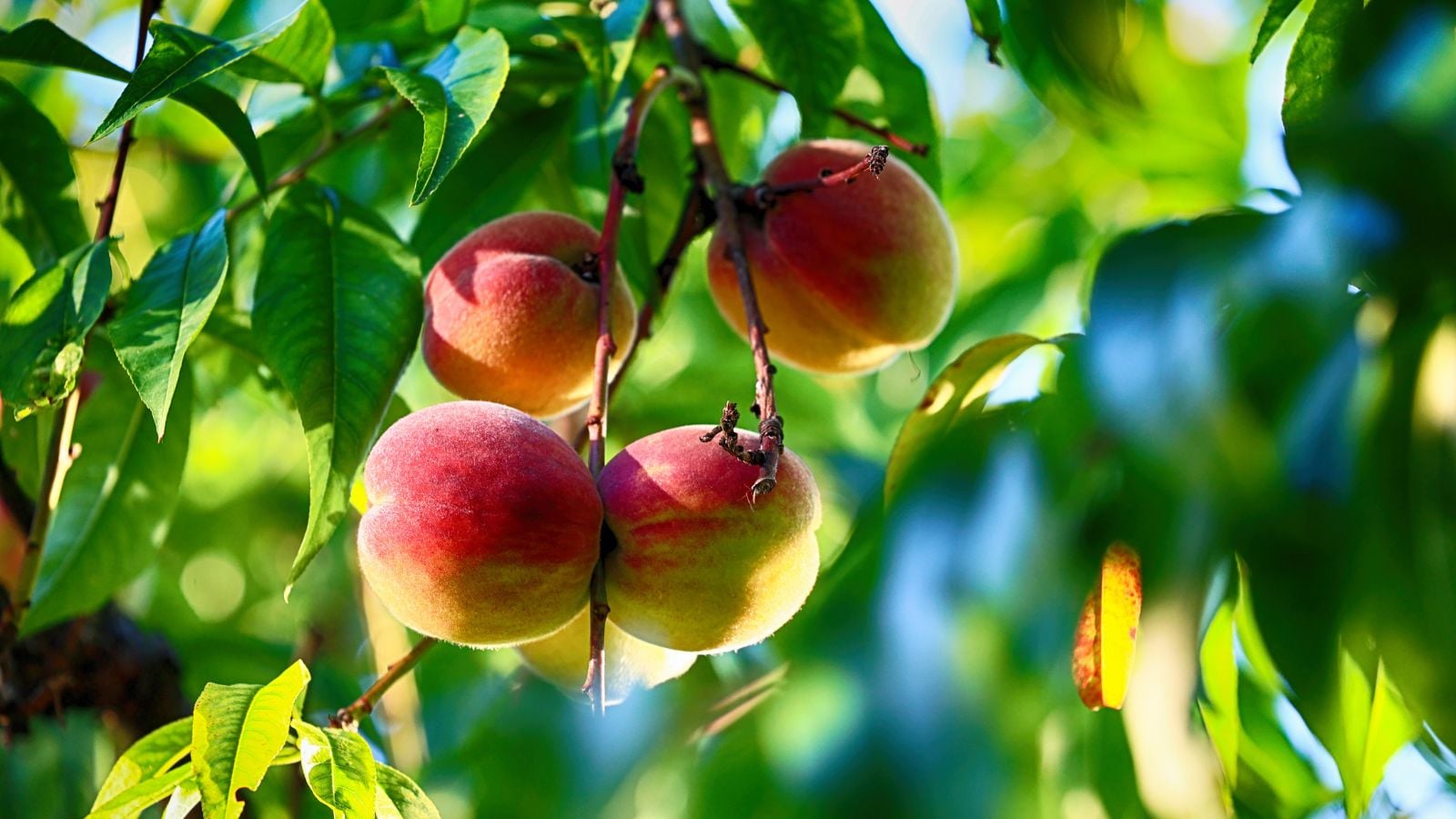 A close-up shot of a composition of round and ripe fruits, alongside branches and leaves, showcasing the difference between peach trees vs. apple trees