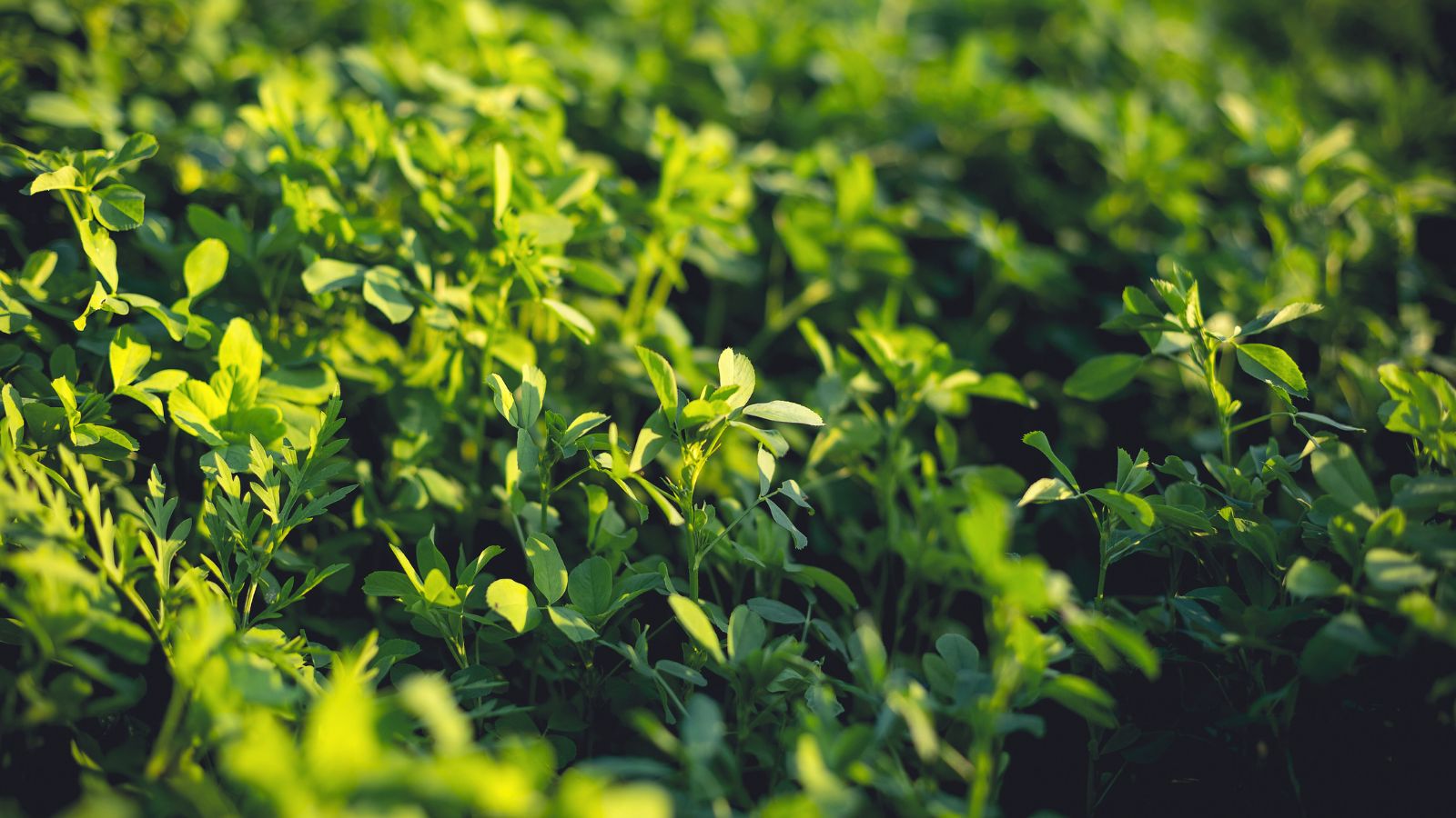 A close-up shot of a large composition of developing green leafy plants, basking in bright sunlight outdoors