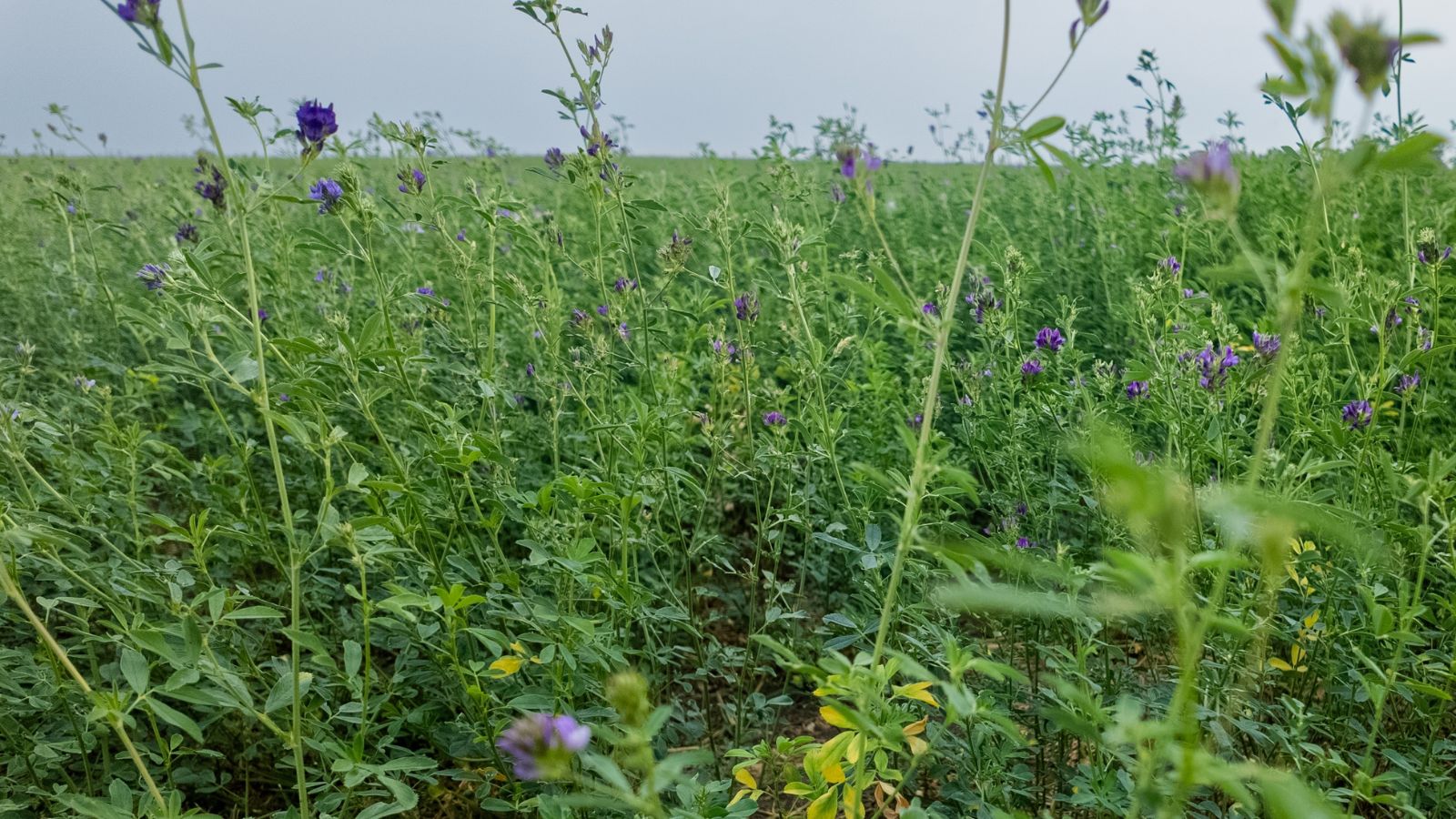 A close-up shot of a large composition of developing plants, featuring their tall stems and purple flowers, all situated in a large field area outdoors