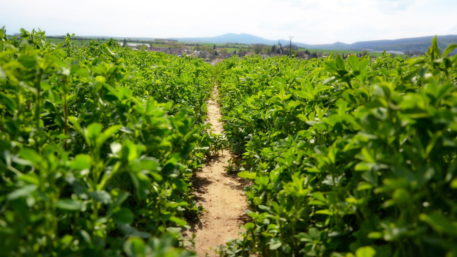 A close-up shot of a large field full of developing green plants, arranged in rows, all situated in a well lit area outdoors