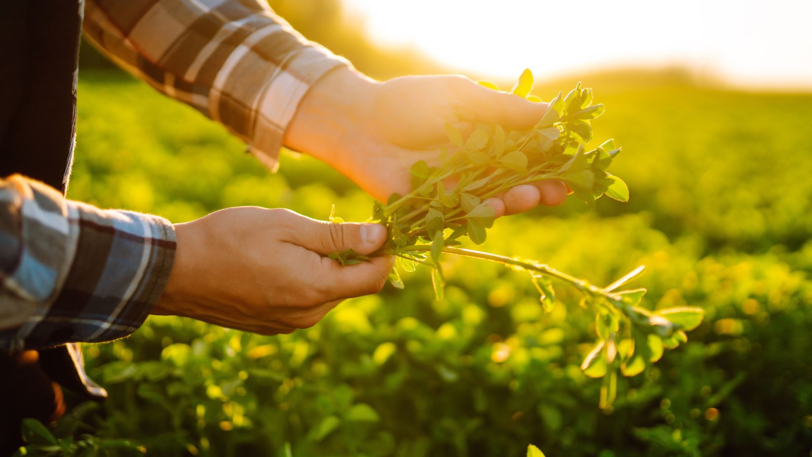 A close-up shot of a person in the process of harvesting green stalks of a plant, all situated in a well lit area outdoors