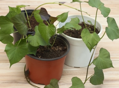 A close-up shot of sweet potato vine indoors