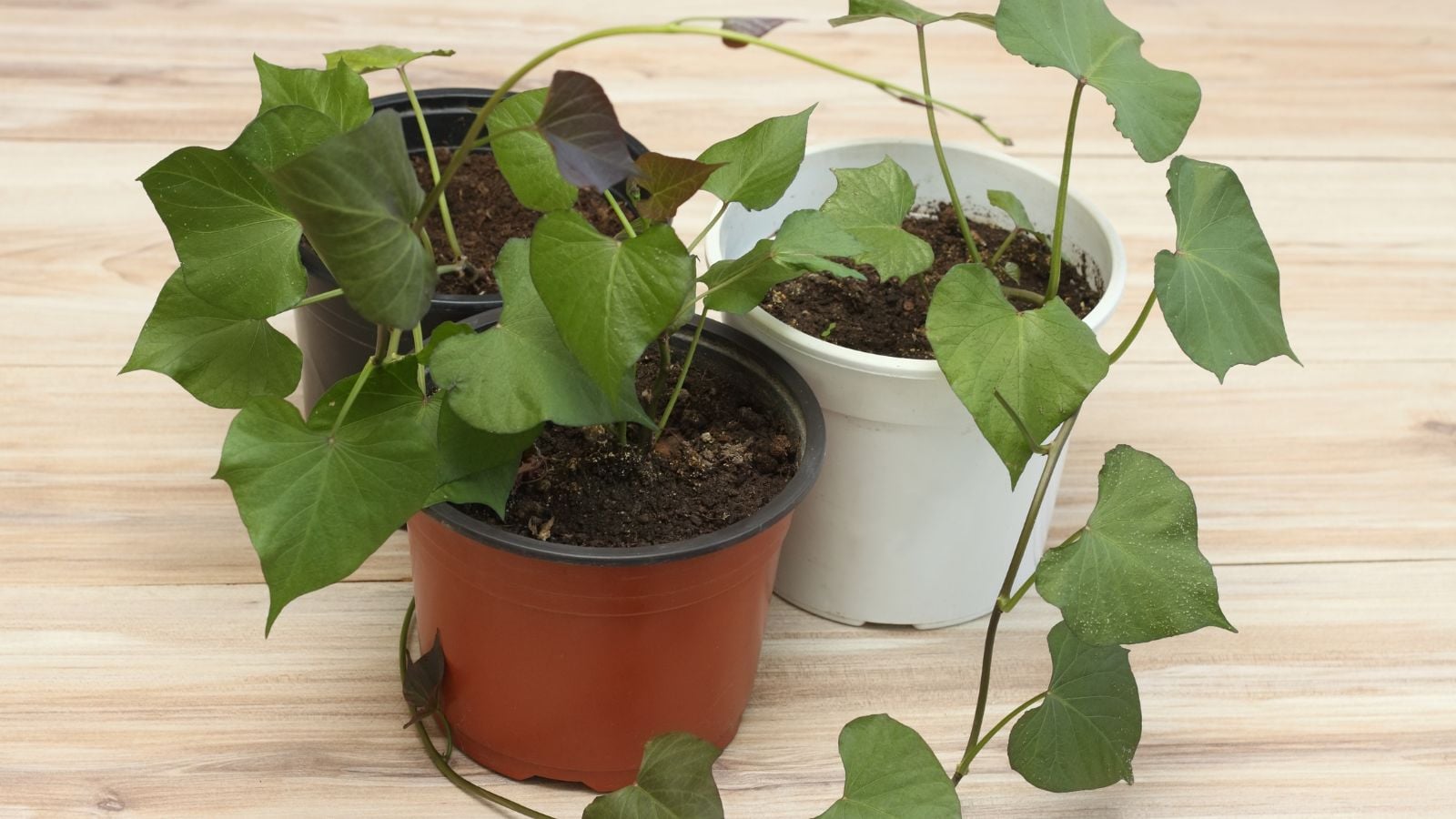 A close-up shot of sweet potato vine indoors