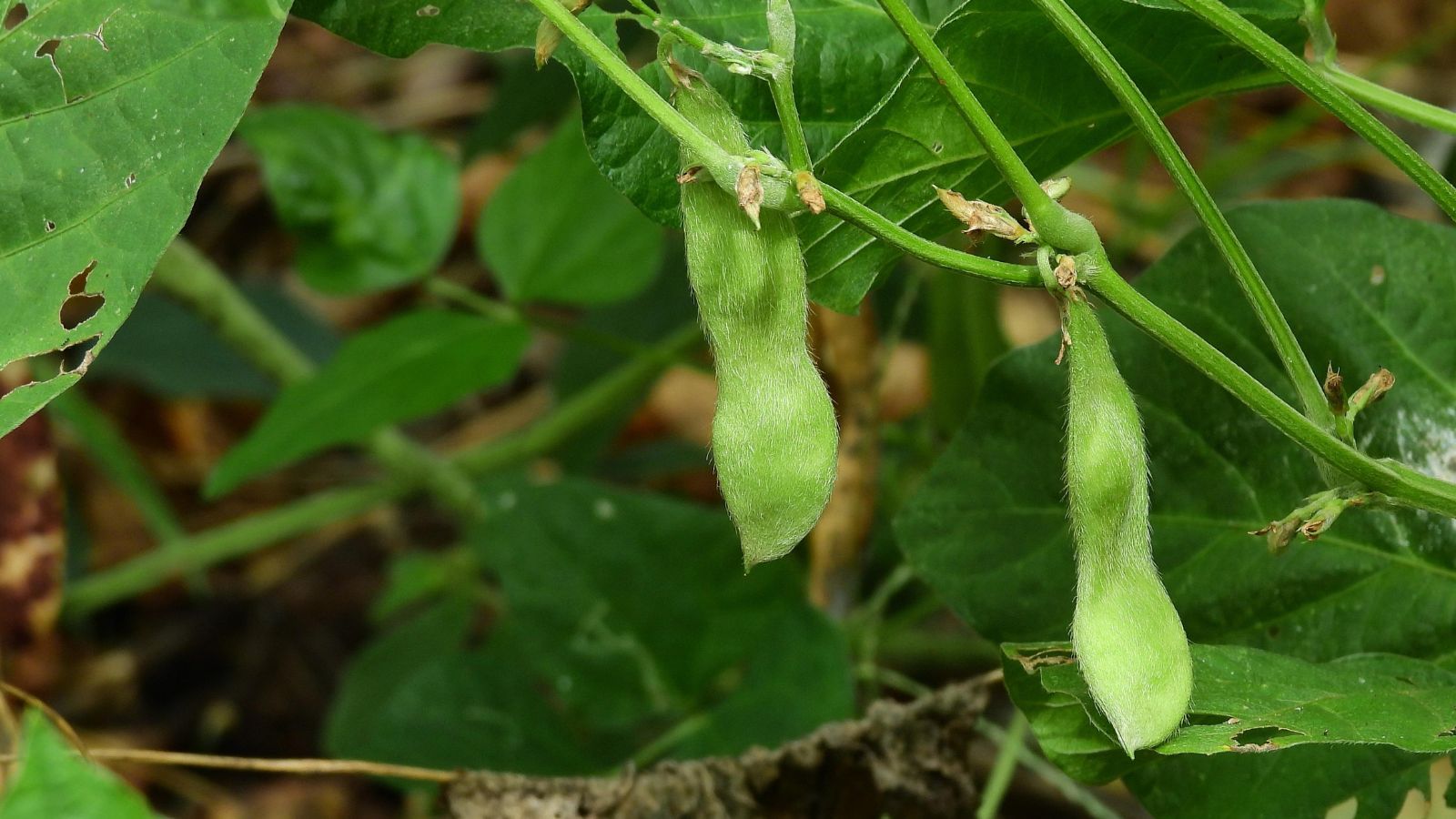 A closeup of Glycine max pods appearing bright green while dangling on the plant surrounded by lovely green leaves and stems