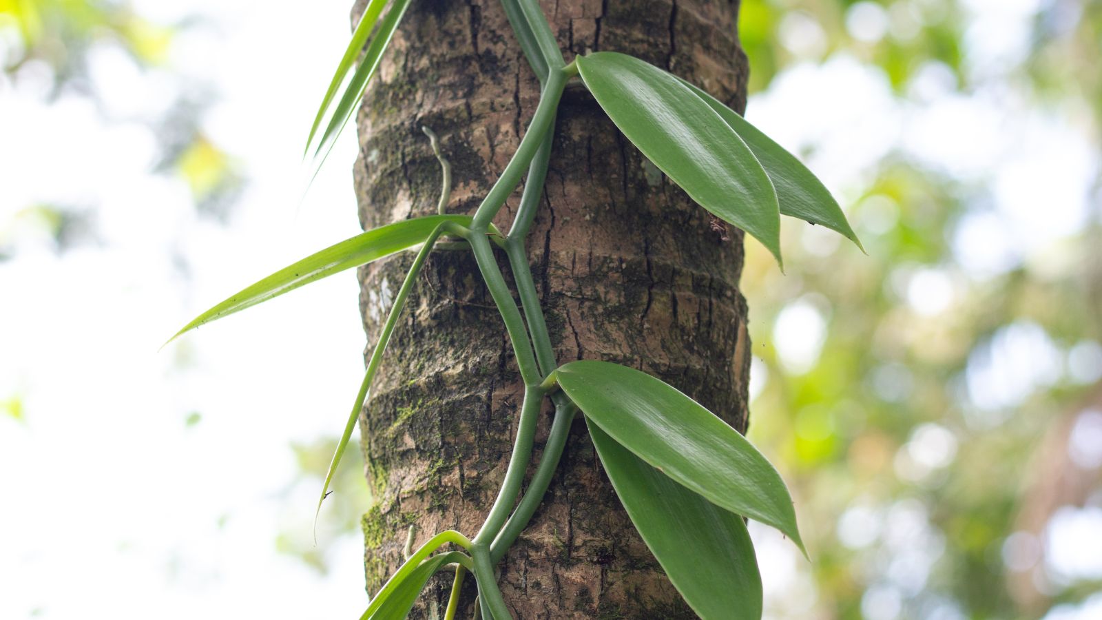 A long part of the planifolia with leaves wrapping around a tree trunk appearing brown and textured placed somewhere with shade