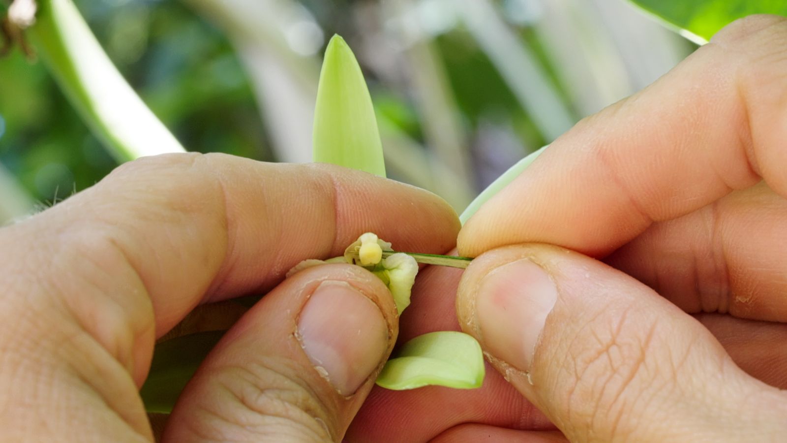 A person holding a flower to manually pollinate it, using a stick to work on the flower meant to help it produce beans