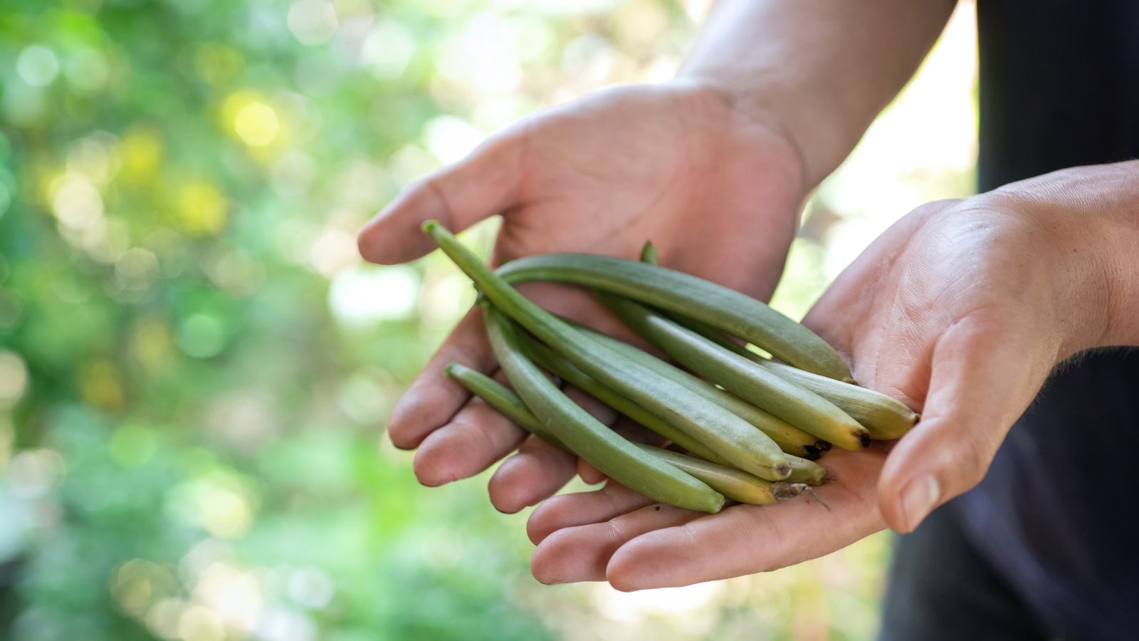 A person holding freshly harvested bean pods appearing green with yellowing ends held with bare hands