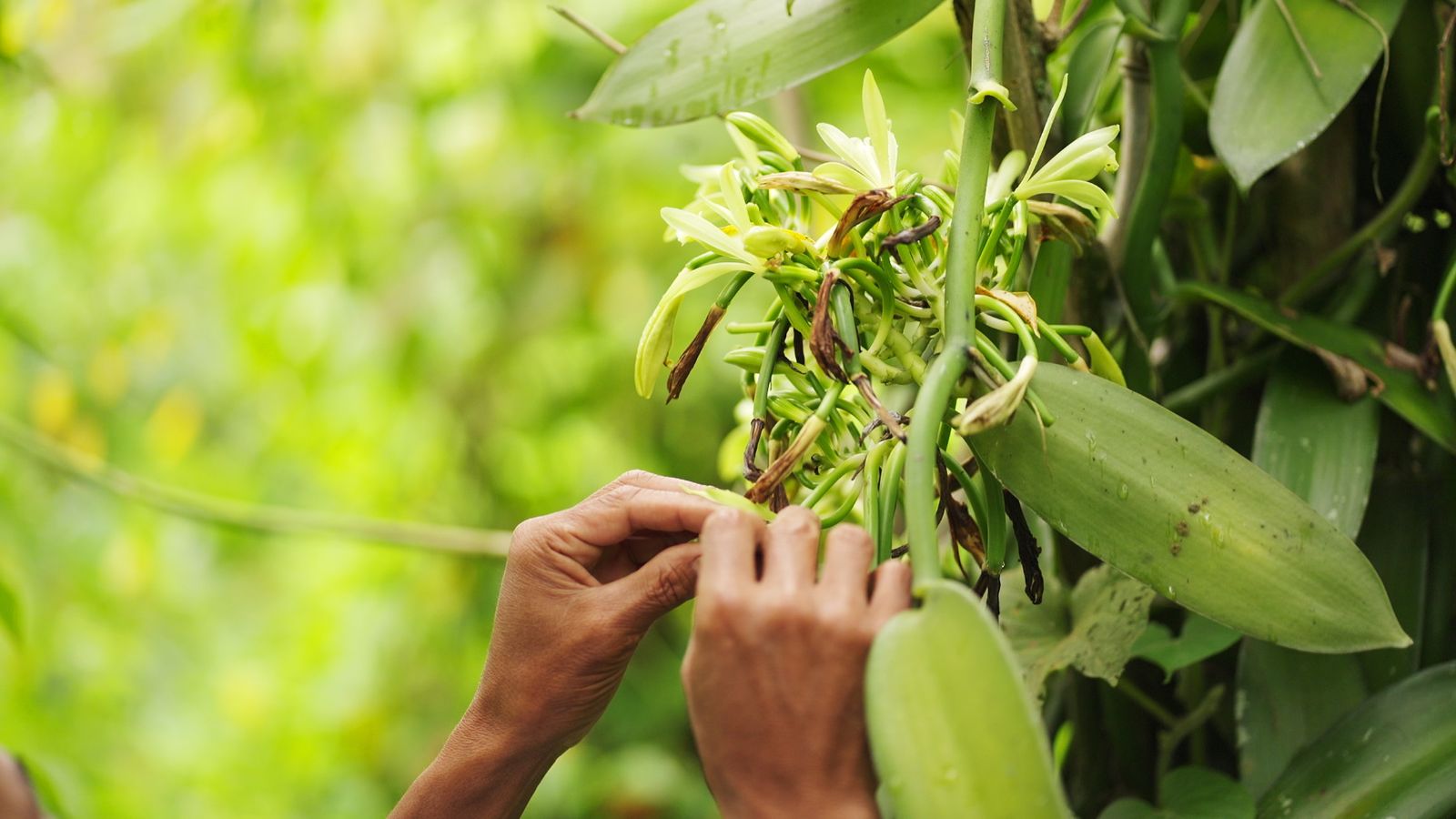 A person working on a planifolia with dried parts attached to a tree, appearing to have lovely green stems and leaves