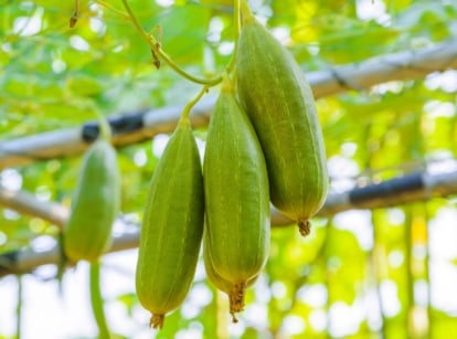 A shot of a cluster of green colored fruits of the luffa plant