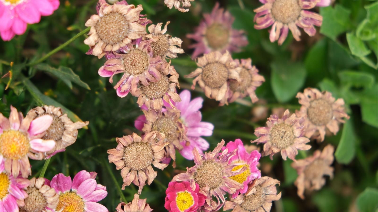 A shot of a composition of flowers that area wilting alongside other healthy flowers and leaves in a well lit area