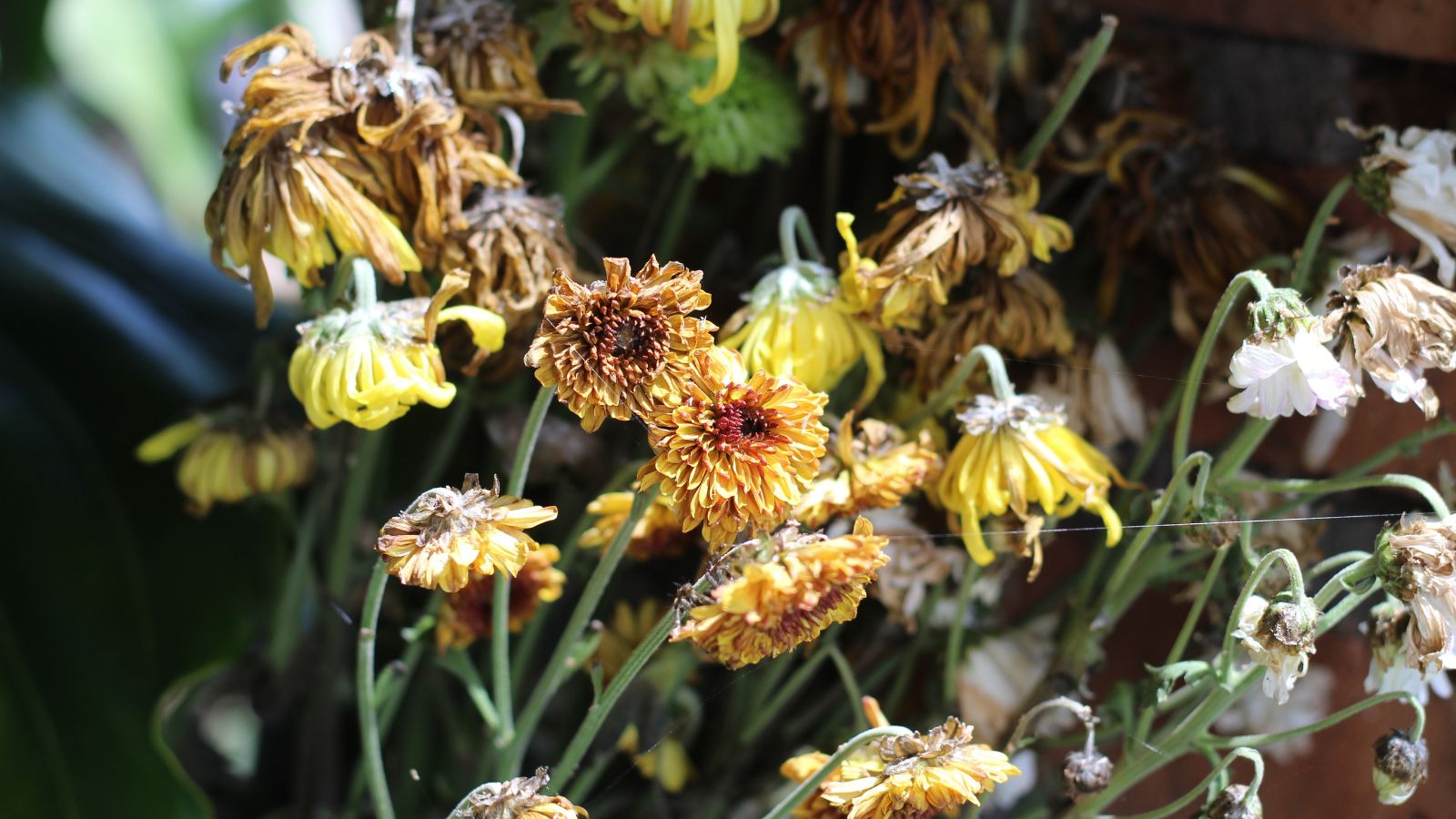 A shot of a composition of withered flowers in a well lit area indoors
