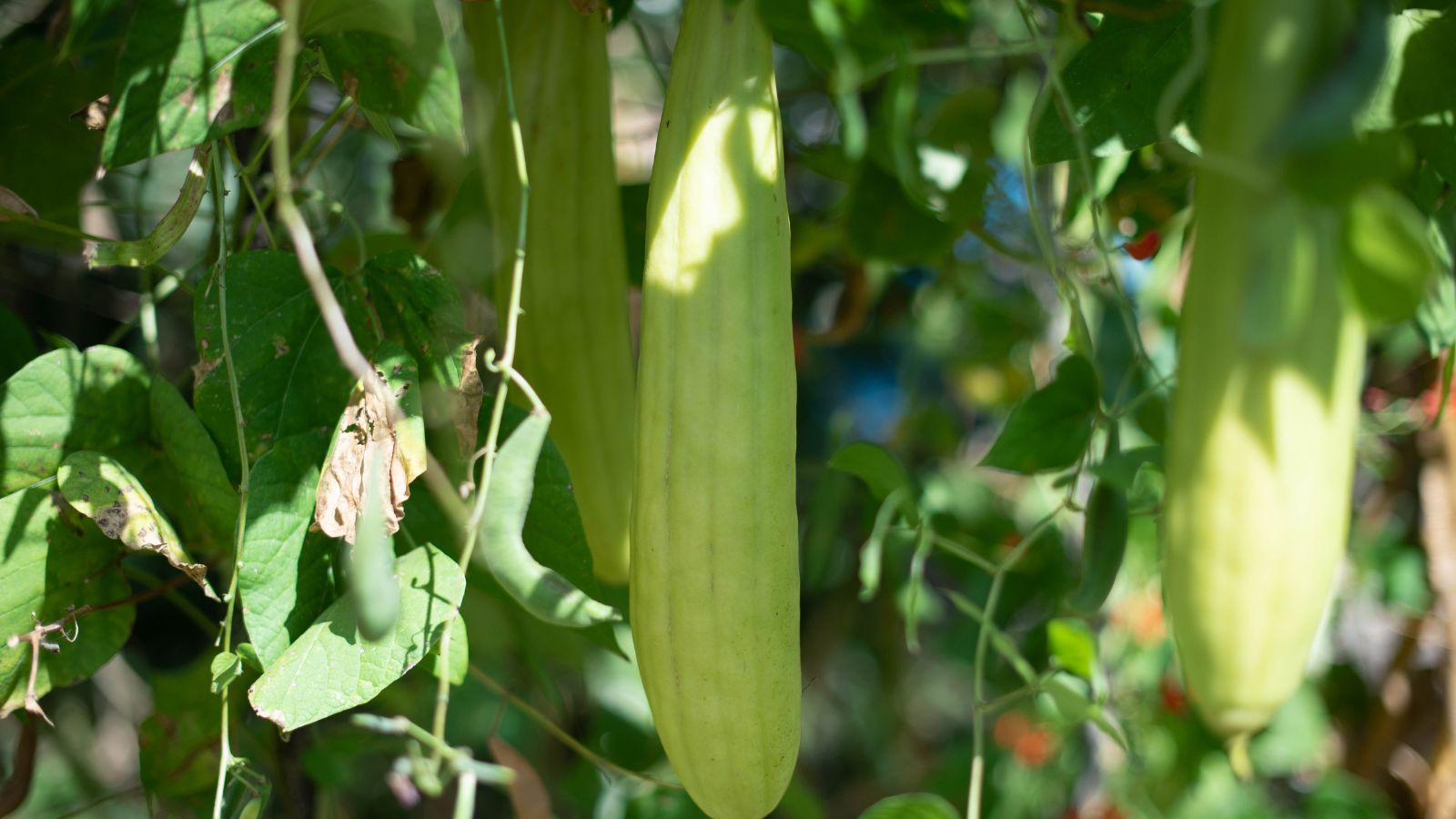 A shot of a green colored fruit in a bright sunny area outdoors