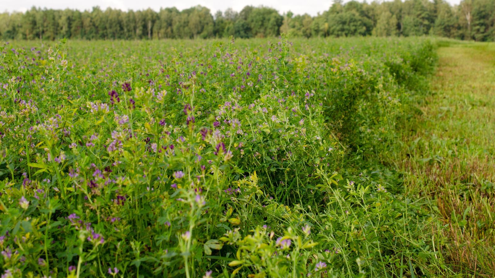 A shot of a large composition of developing plants, featuring their purple flowers, all situated in a large field area outdoors